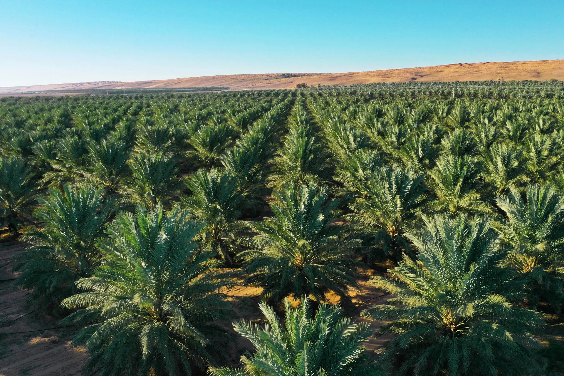 Organic date farms in Jordan
