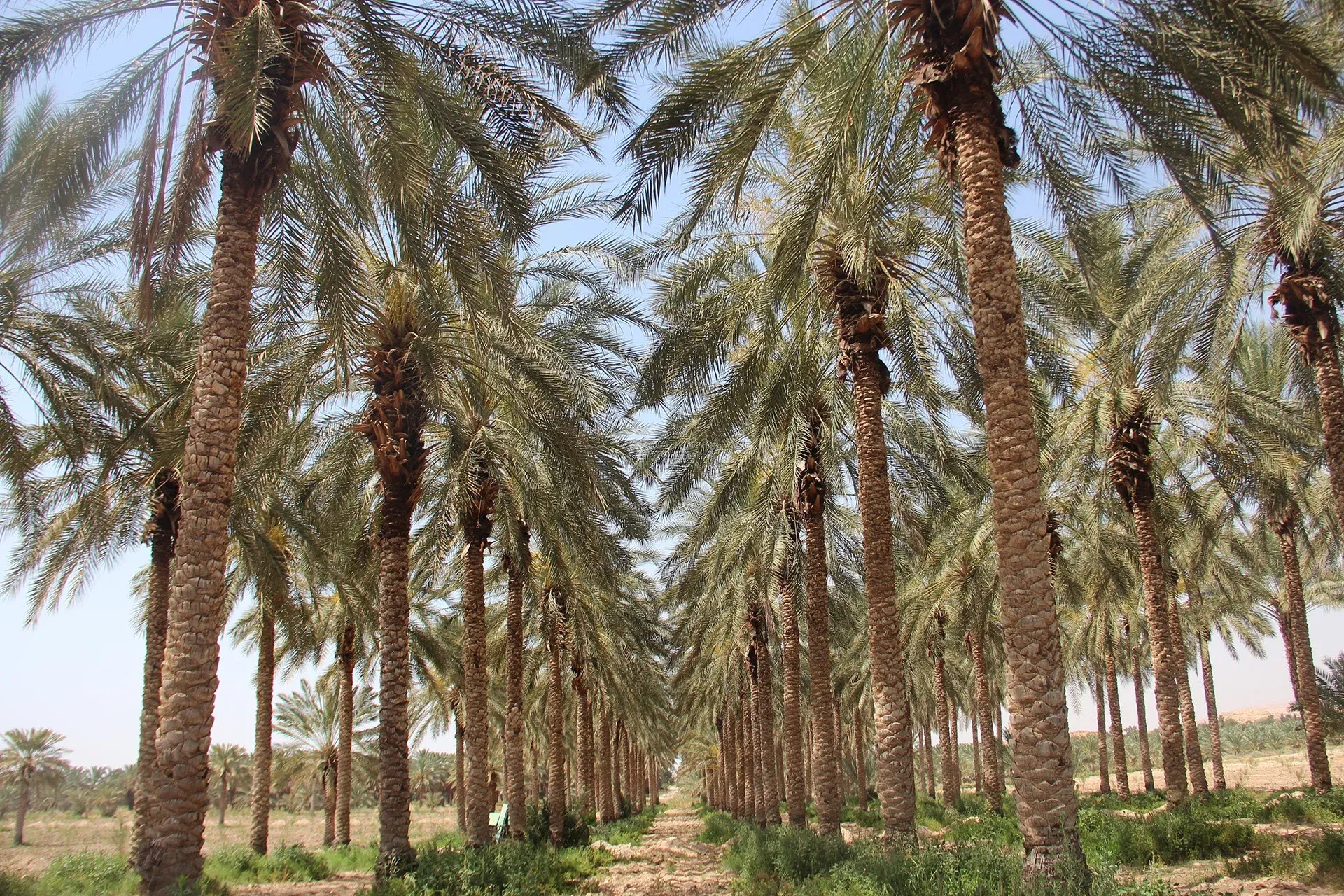 Rows of date palms