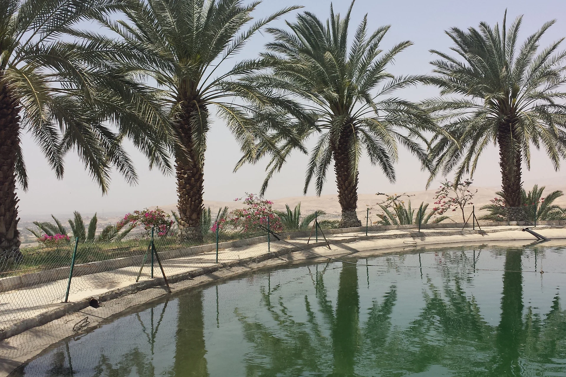 An organic date farm in Jordan