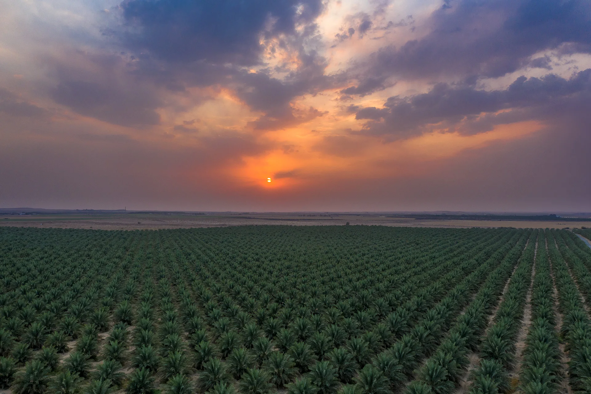 Date farms in the Jordan Valley at sunset